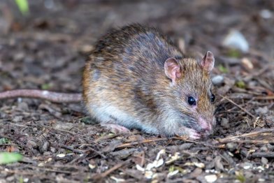 Mouse