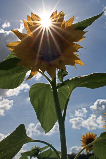 Summer Sunshine