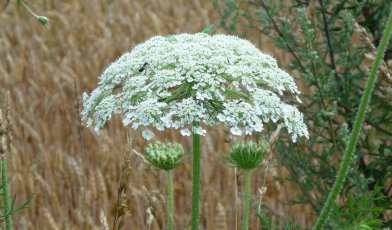 Giant Hogweed